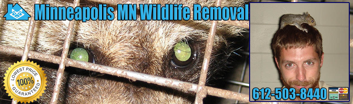 Minneapolis Wildlife and Animal Removal